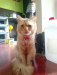 High quality mixed breed cat